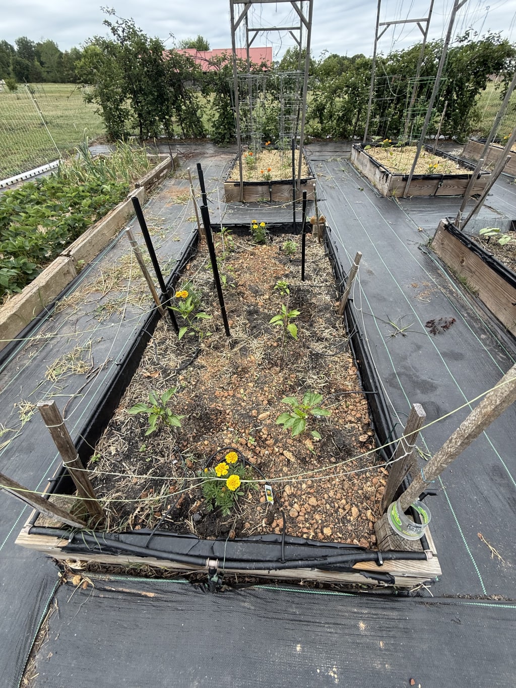 Added some straw around the pepper plants also.  Now just about all beds have that,