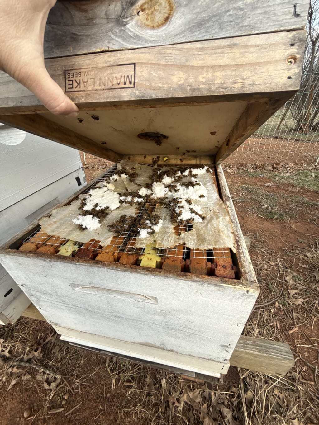 Here we cna see the bees eating through some of the sugar blocks o have given them as food insurance.  