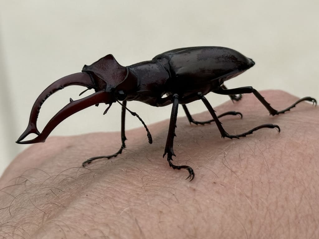 A close-up image of a large stag beetle perched on human skin.