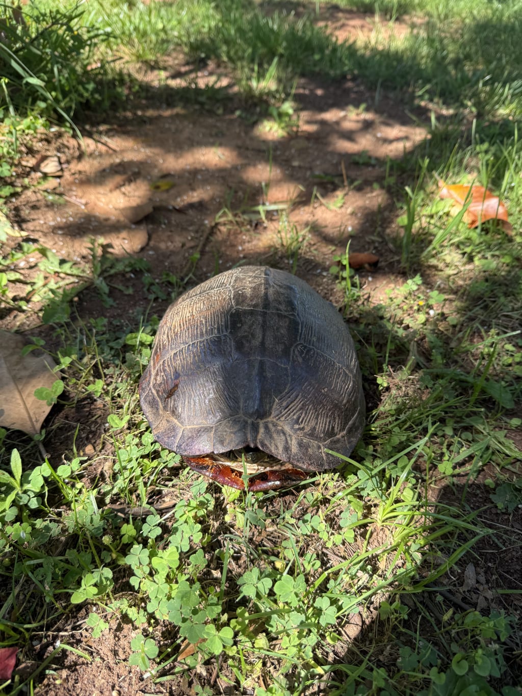 A turtle with a dark shell is walking on a grassy dirt path in sunlight.