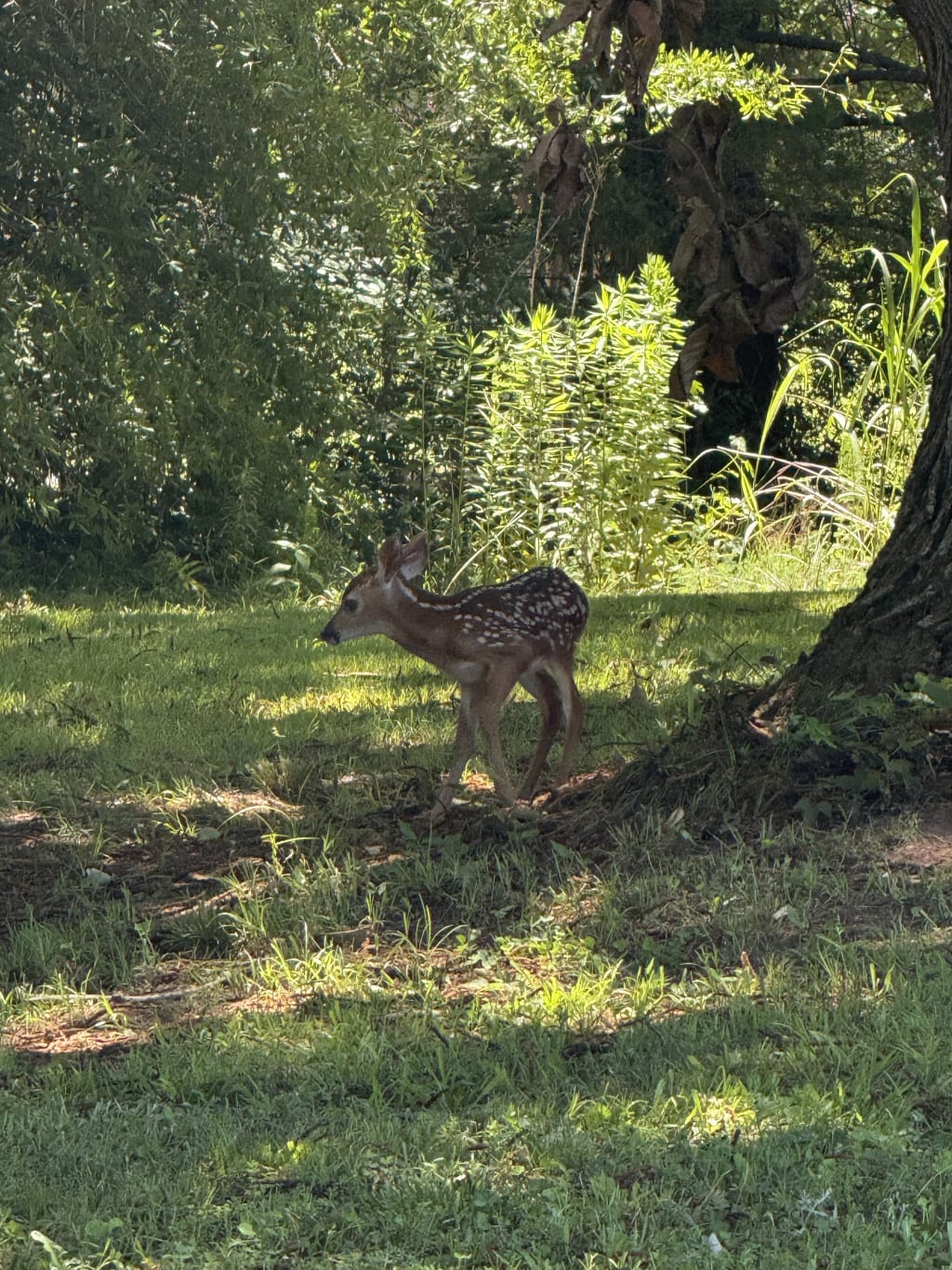 A young fawn with white spots stands on grassy ground near a large tree.