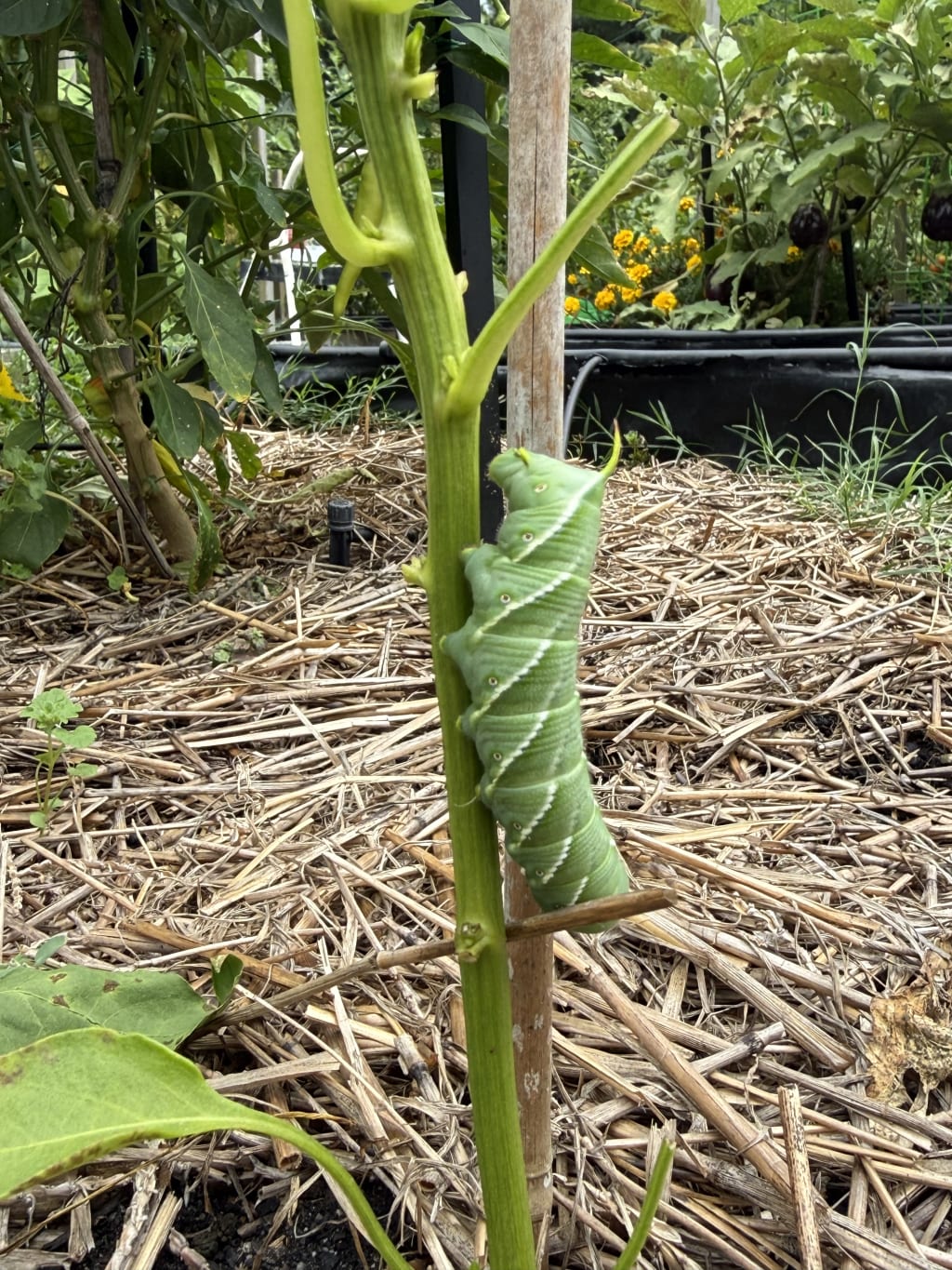 A large green caterpillar clings to a green stem in a garden bed.