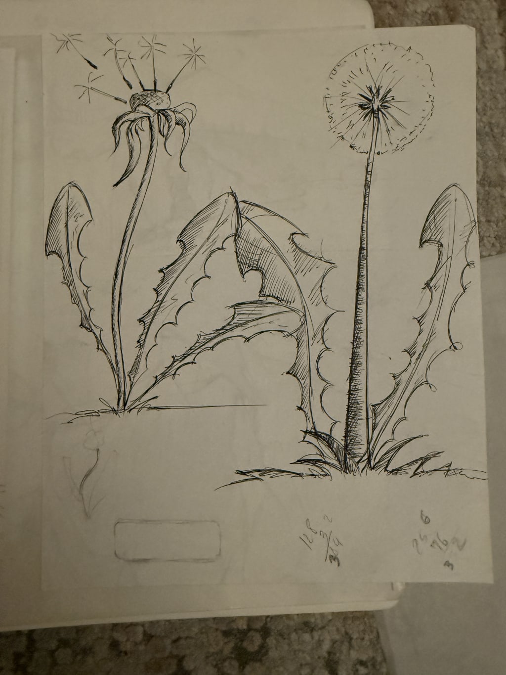Pen sketch of two dandelion plants with detailed leaves and seed heads on paper.