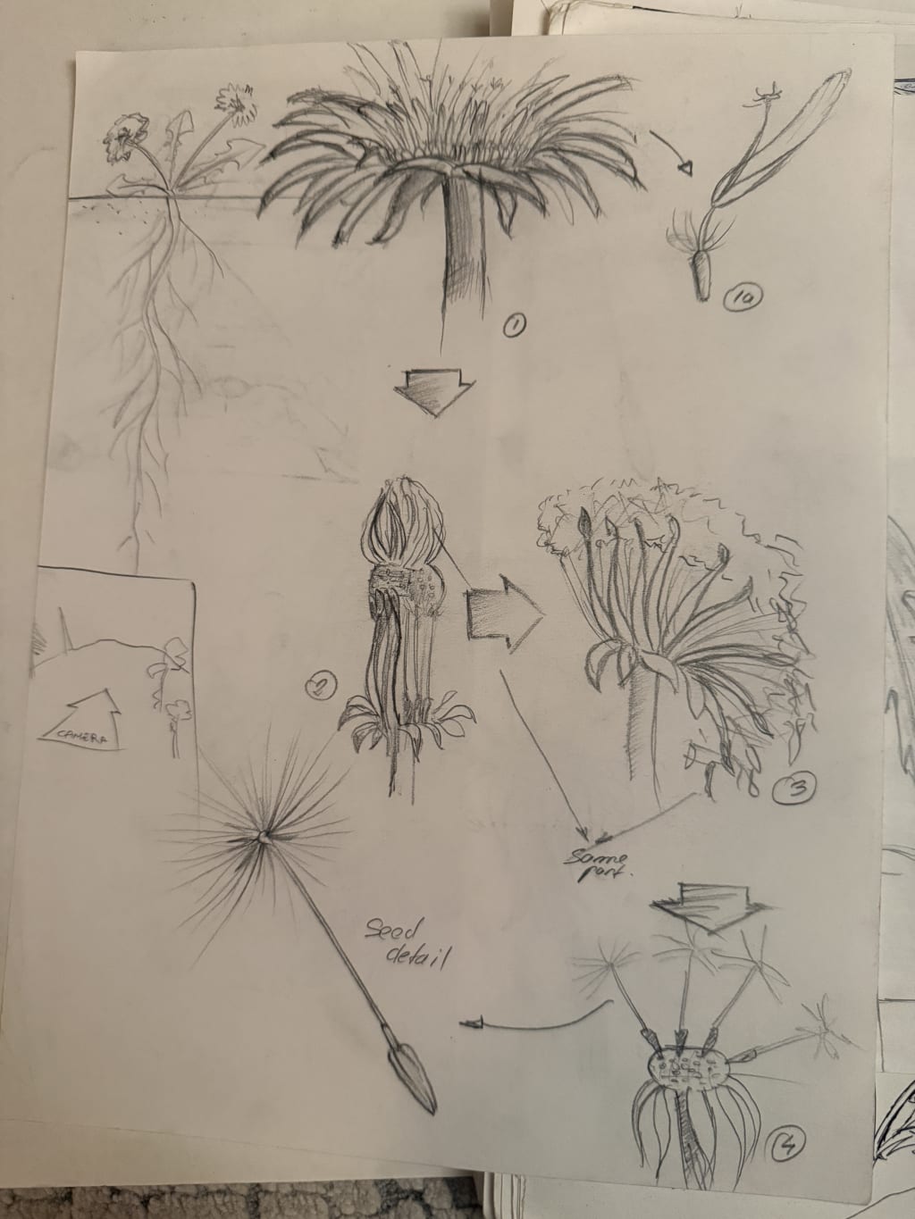 Hand-drawn botanical sketches illustrating a plant's growth stages and detailed seed structure.