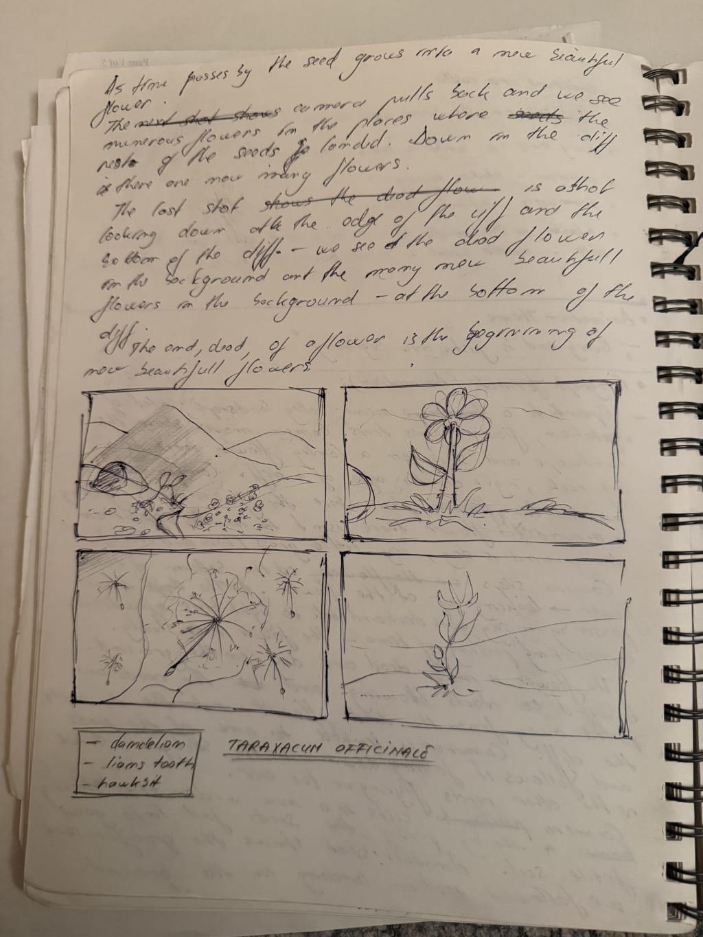 Hand-drawn storyboard and handwritten notes describing the growth stages of Taraxacum officinale (dandelion).