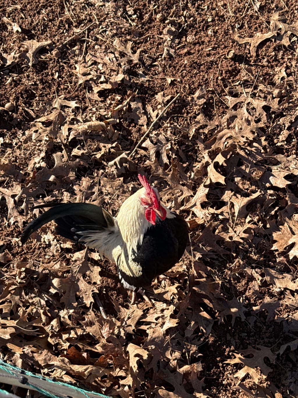 RuRu making the rounds.