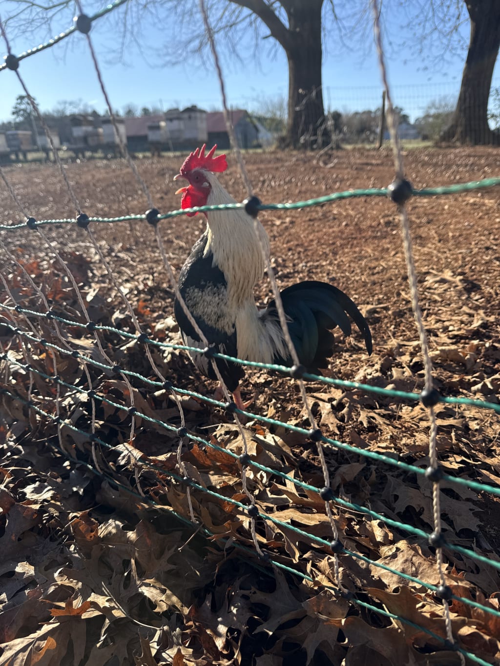 This is RuRu, he thinks he is kind of a big deal around here. :)