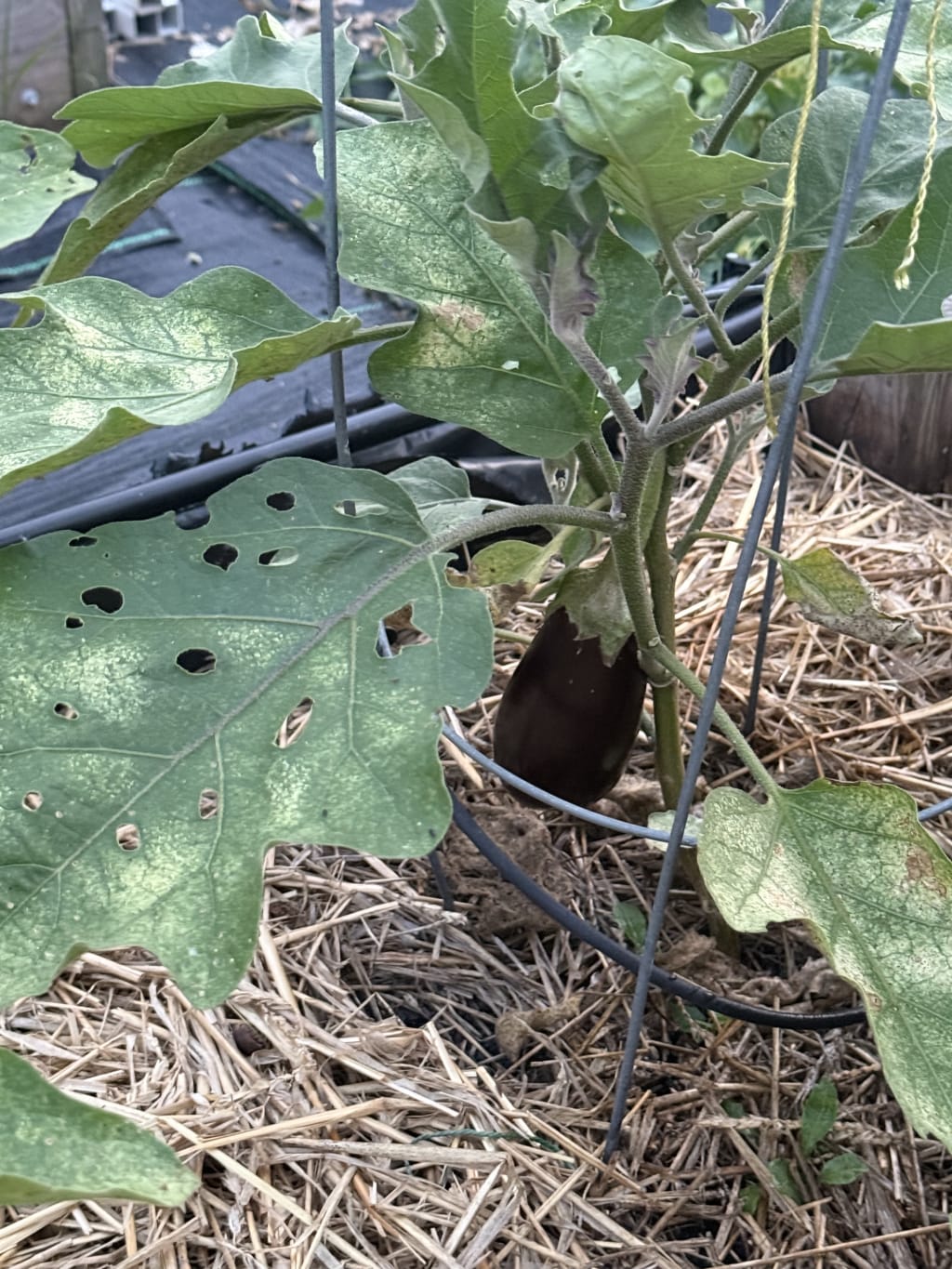 There it is - the first fruit!