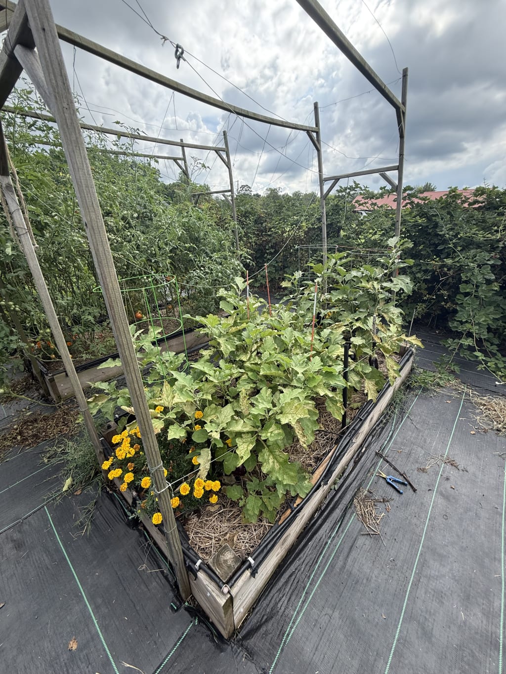 I have been fighting aphids that have been sucking the life out of the eggplant leaves.  I did spray them with some soapy water and I am hoping this will knock them back a bit.