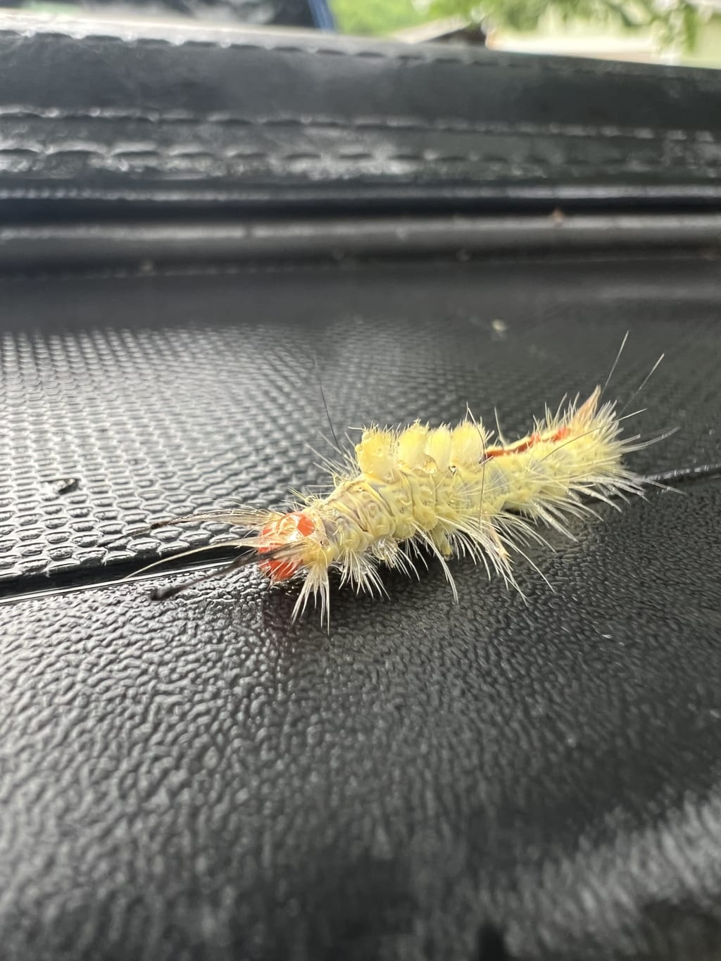A close-up of a fuzzy yellow caterpillar with bright orange markings on a black surface.