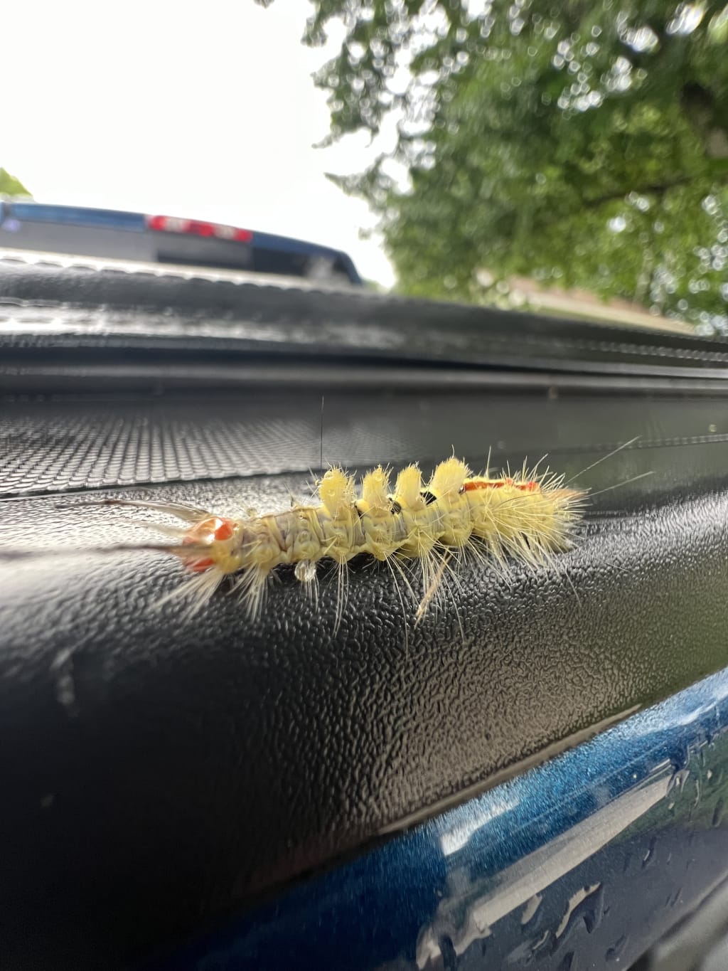 A fuzzy yellow caterpillar with red markings crawls on a black textured surface outdoors.
