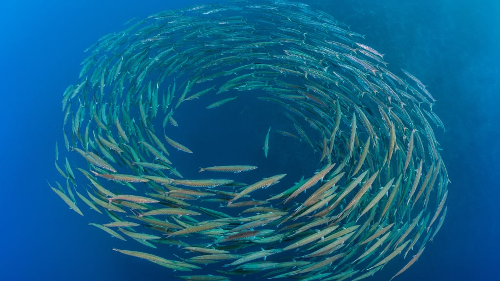 A large school of barracuda fish swimming in a spiral formation underwater.