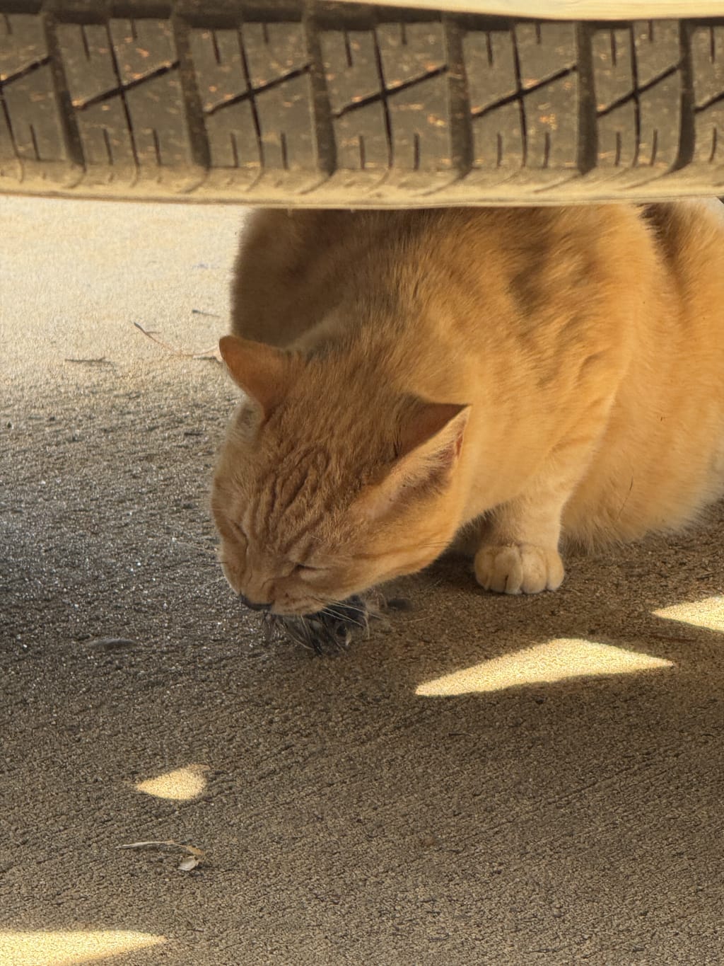 An orange cat under a vehicle holding a small bird in its mouth.