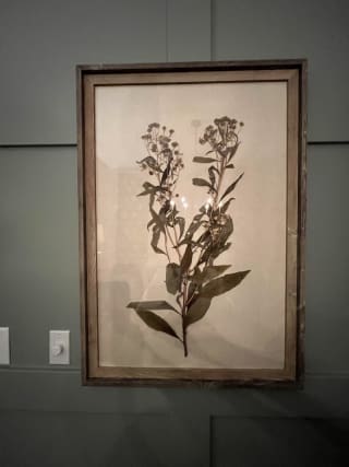Pressed Flower from Blowing Rock