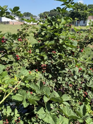 Thornless Blackberry Patch