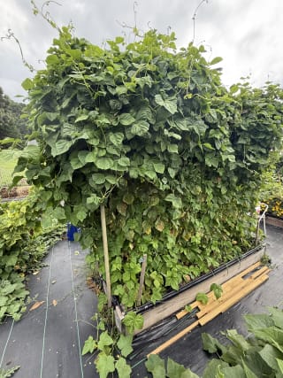 4 - Pole Beans Bed