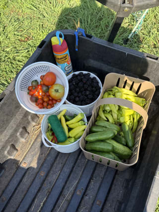 More daily garden pickings