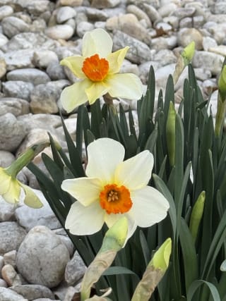 Spring is almost here