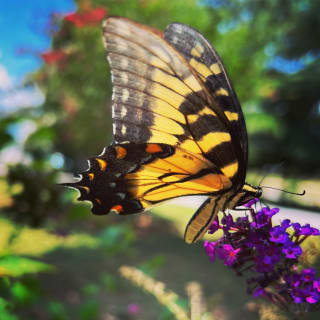 Anise Swallowtail