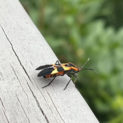 Bugs and Critters