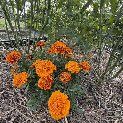 2026 Gardening Season