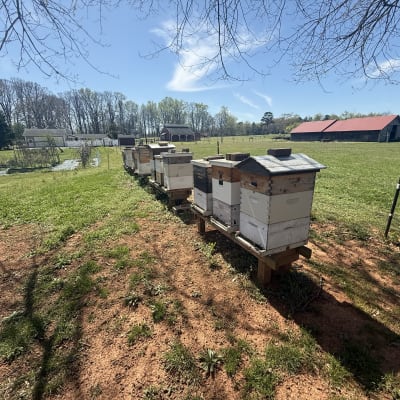 Beekeeping Year 2026