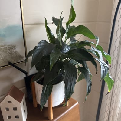 My favorite house plants