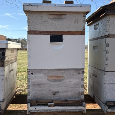 Beekeeping Year 2026