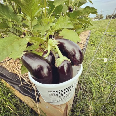 Gale Estates Gardening Highlights