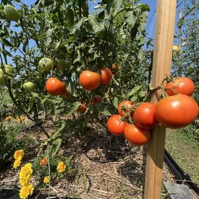 Gale Estates Gardening Highlights