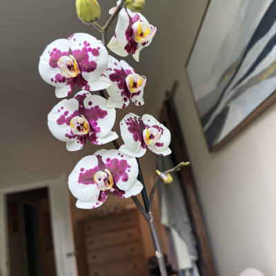 My favorite house plants