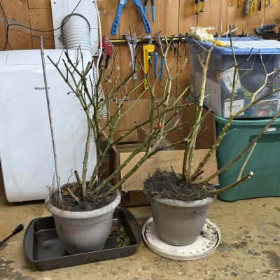 2026 Gardening Season