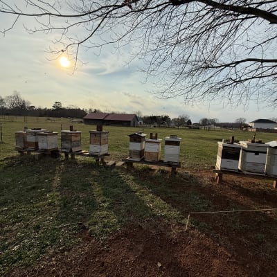 Beekeeping Year 2026