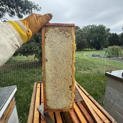Beekeeping Year 2026