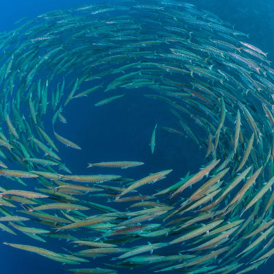 Artworks of various kinds