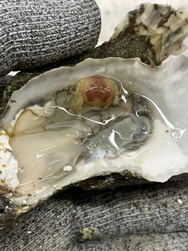 Tiny crab in an oyster shell!