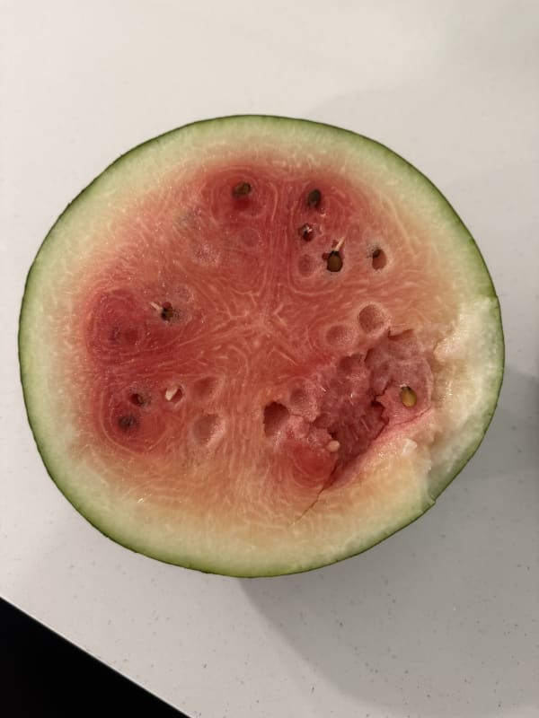 First watermelon picked