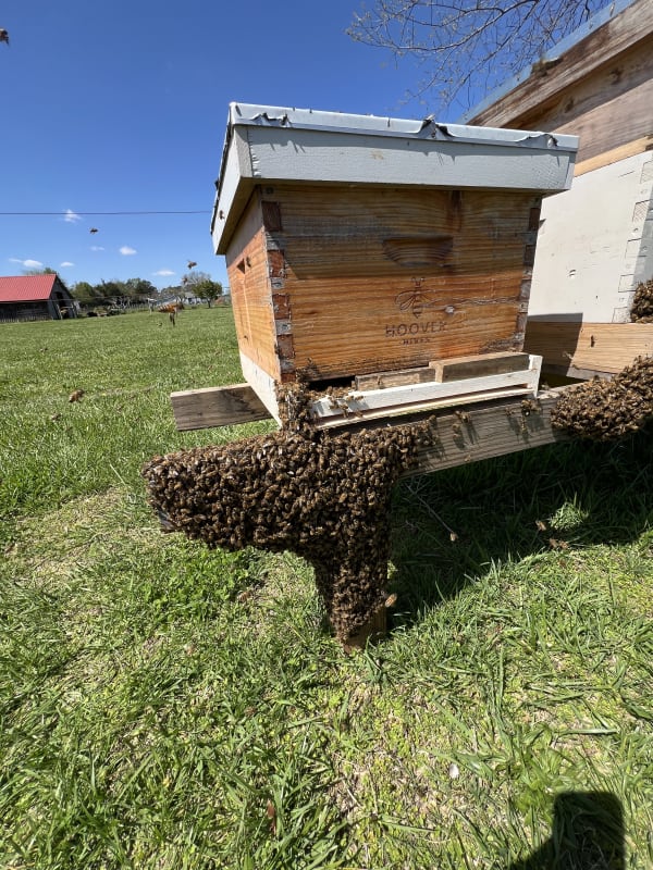 Random Beekeeping Pictures