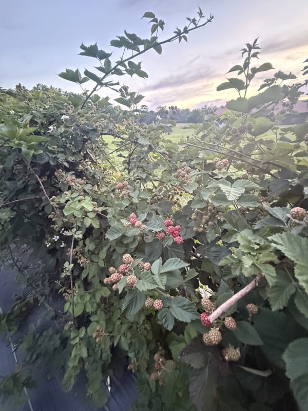 Thornless Blackberry Patch