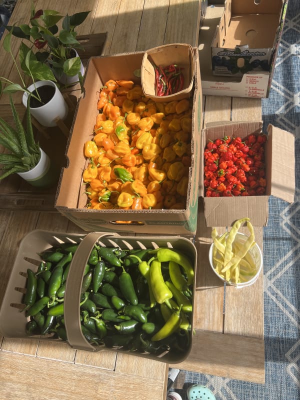 Peppers and more peppers 