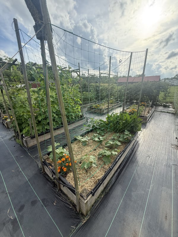 3 - Cucumbers Bed