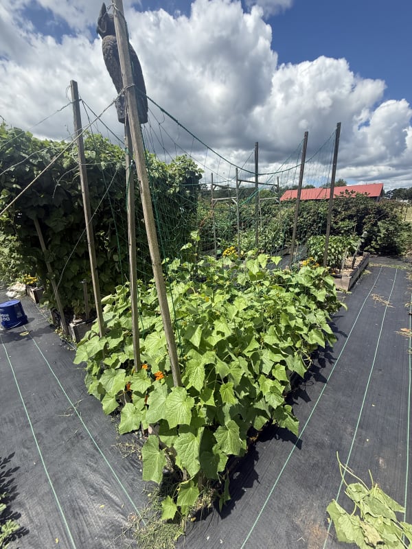 3 - Cucumbers Bed