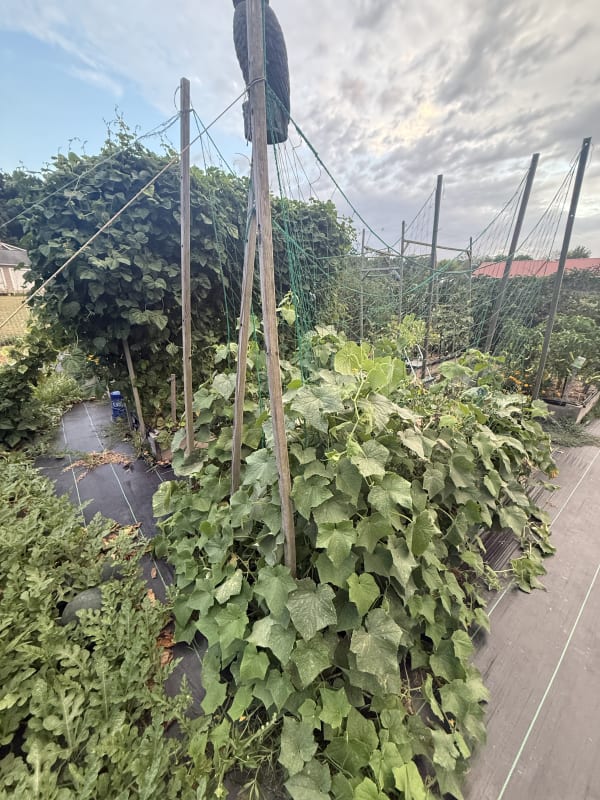 3 - Cucumbers Bed
