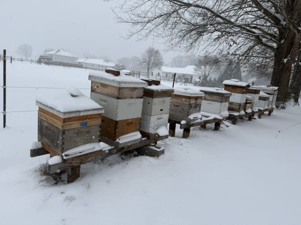 Hives in the snow storm
