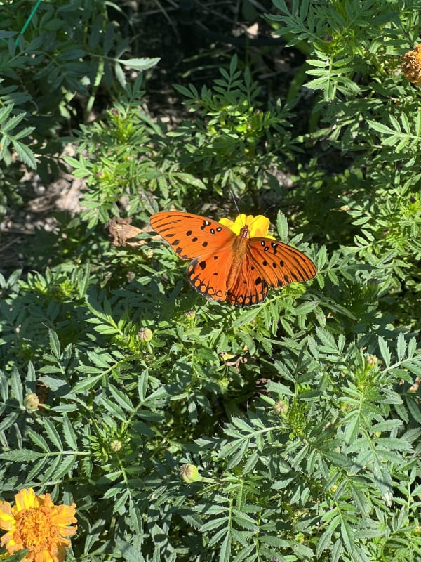 Orange butterfly