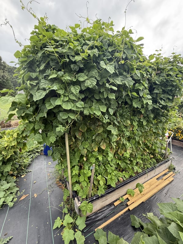 4 - Pole Beans Bed