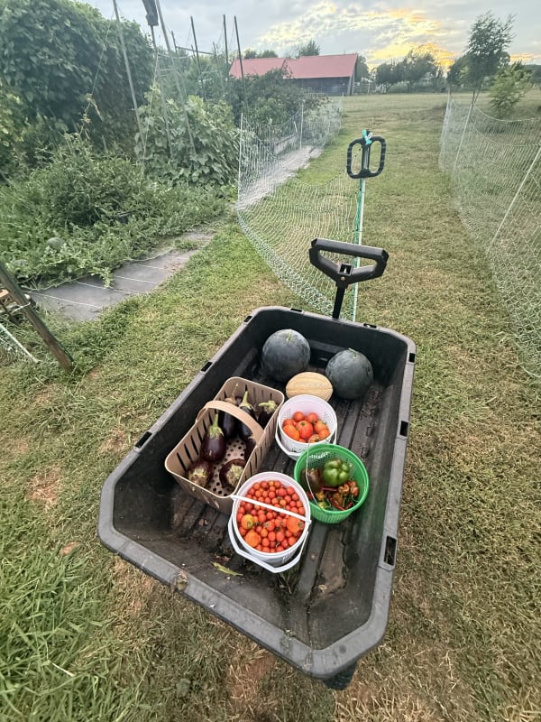 Daily garden pickings