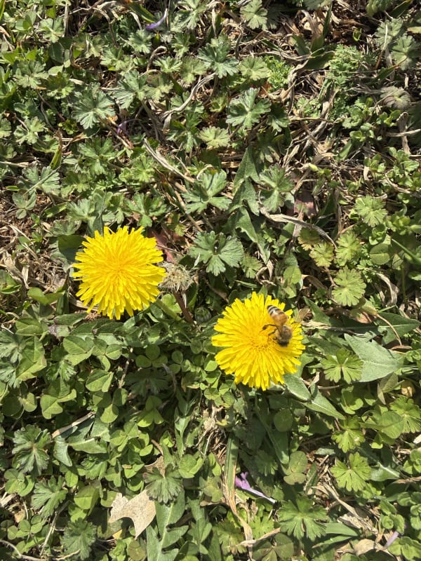 Dandelions