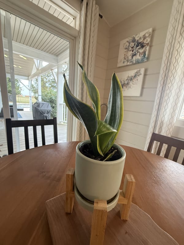 Little snake plant