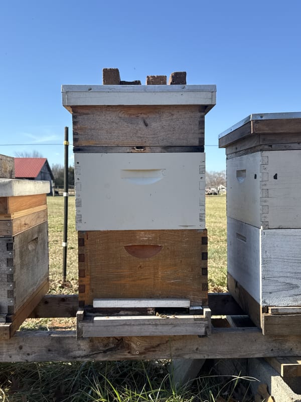 Hive 02 - The Stronghold